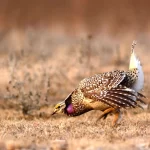 Sharp Tailed Grouse on Lek   Rick Bohn  USFWS