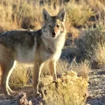 Coyote