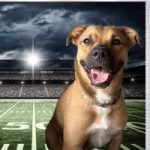 Holt County Animal Shelter