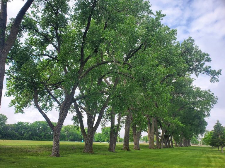 Rows of shade trees in the Battle Creek city park
